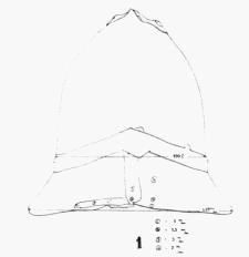 схема средневекового шлема