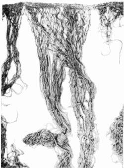 фрагмент ткани