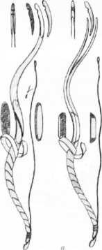 хуннский лук