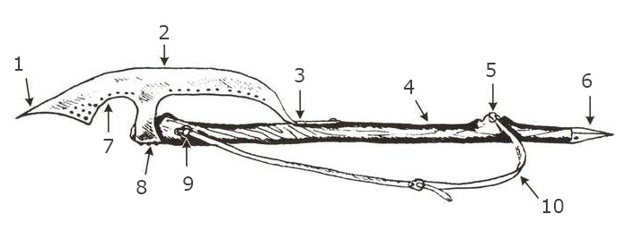 анатомия бердыша