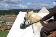 боевой конь