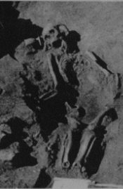 Скелеты убитых жителей (из книги С.А. Плетневой). Правобережное Цимлянское городище