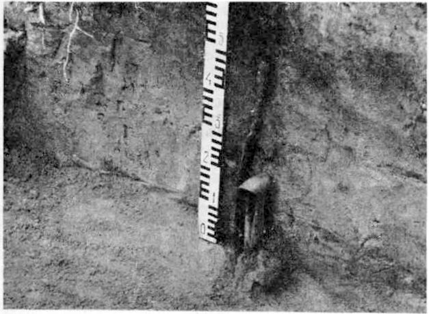 Символическое погр. № 2 кург. № 20 в Няравай (Тракайский р-н)