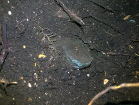 Находка клада Трипольской культуры