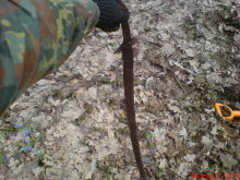 Половецкая сабля «Ордынка» 12-14 век