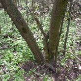 А вот и само дерево, которое подарило мне такую радость.