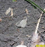 через некоторое время выскочил перстенек, который в тот же день подарил другу