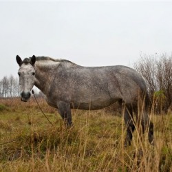 Домашние и дикие животные Рязанской земли (IX-XII вв.)