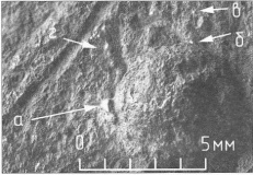 Фрагменты покрытия бокового зубца налобного трезубца: а, б, в - серебро (?), г - медь (?). Дубошии раскоп (Великий Новгород, Россия)