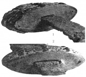 Перекрестье (1) и навершие (2). Орнамент на торцевых плоскостях.