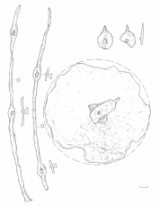 Щит из Убинского могильника из разрушенного погребения пикета 213