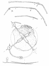Щит из погребения 118 Казазовского могильника № 1